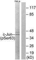 Western blot analysis of extracts from HeLa cells using c-Jun (Phospho-Ser63) Antibody.The lane on the right is treated with the antigen-specific peptide.