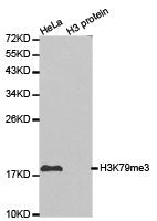 Western blot analysis of extracts of HeLa cell line and H3 protein expressed in E.coli., using H3K79me3 antibody.