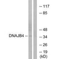 Western blot analysis of extracts from HepG2 cells, using DNAJB4 antibody.