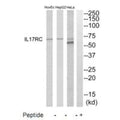 Western blot analysis of extracts from HeLa, HepG2 and HuvEc cells, using IL17RC antibody.