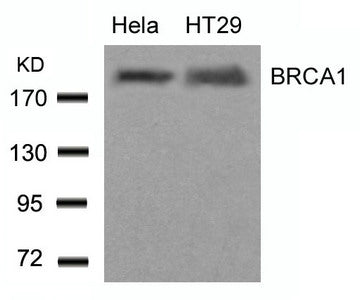 Western blot analysis of extracts from Hela and HT29 cells using BRCA1(Ab-1423) Antibody.