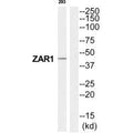 Western blot analysis of extracts from 293 cells, using ZAR1 antibody.