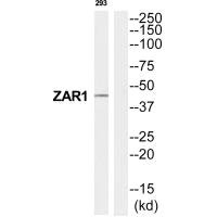 Western blot analysis of extracts from 293 cells, using ZAR1 antibody.