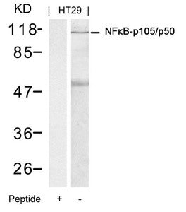 Western blot analysis of extracts from HT29 cells using NFkB-p105/p50(Ab-337) Antibody and the same antibody preincubated with blocking peptide.