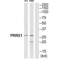 Western blot analysis of extracts from NIH-3T3/K562 cells, using PRRX1 antibody.