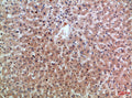 EREG Antibody – Figure 1 of 1