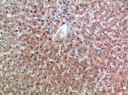 EREG Antibody – Figure 1 of 1