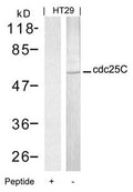 Western blot analysis of extracts from HT29 cells using cdc25C(Ab-216) Antibody and the same antibody preincubated with blocking peptide.