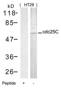 Western blot analysis of extracts from HT29 cells using cdc25C(Ab-216) Antibody and the same antibody preincubated with blocking peptide.
