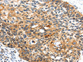 CENPM Antibody – Figure 1 of 2