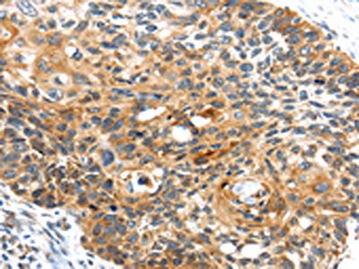 CENPM Antibody – Figure 1 of 2
