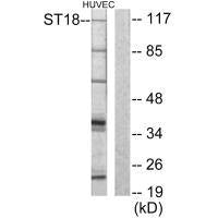 ST18 Antibody – Figure 1 of 1