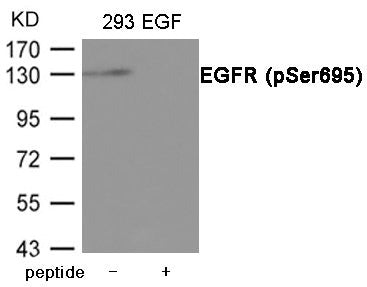 Western blot analysis of extracts from 293 cells treated with EGF using EGFR (Phospho-Ser695) Antibody.The lane on the right is treated with the antigen-specific peptide.
