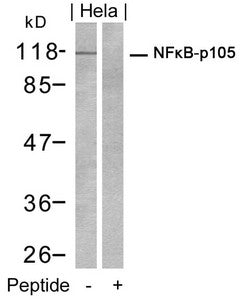 Western blot analysis of extracts from Hela cells using NFκB-p105 (Ab-932) Antibody and the same antibody preincubated with blocking peptide.