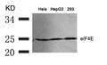 Western blot analysis of extracts from Hela, HepG2 and 293 cells using eIF4E(Ab-209) Antibody.