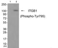 Western blot analysis of extracts from cos-7 cells (Lane 2), using ITGB1 (Phospho-Tyr795) Antibody. The lane on the left is treated with antigen-specific peptide.