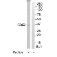 Western blot analysis of extracts from K562 cells, using CDX2 antibody.