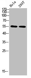 Western blot analysis of HELA 293T Cell Lysate using antibody