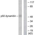 Western blot analysis of extracts from A549 cells, using p50 dynamitin antibody.