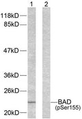 Western blot analysis of extracts from 293 cells using BAD (phospho-Ser155) antibody.