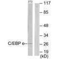Western blot analysis of extracts from NIH-3T3 cells, using CEBPE antibody.