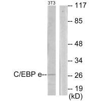 Western blot analysis of extracts from NIH-3T3 cells, using CEBPE antibody.