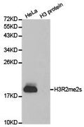 Western blot analysis of extracts of HeLa cell line and H3 protein expressed in E.coli., using H3R2me2s antibody.