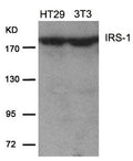 Western blot analysis of extracts from HT29 and 3T3 cells using IRS-1(Ab-639) Antibody.