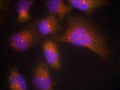 Immunofluorescence staining of methanol-fixed Hela cells using TrkB(Phospho-Tyr515) Antibody.