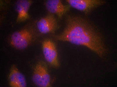 Immunofluorescence staining of methanol-fixed Hela cells using TrkB(Phospho-Tyr515) Antibody.