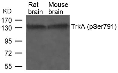 Western blot analysis of extracts from Rat and Mouse brain tissue using TrkA(Phospho-Ser791) Antibody.
