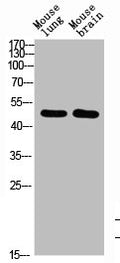 Western Blot analysis of mouse-brain mouse-lung cells using BMP-10 Polyclonal Antibody diluted at 1:1000. Secondary antibody  was diluted at 1:20000