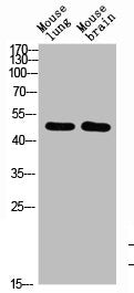 Western Blot analysis of mouse-brain mouse-lung cells using BMP-10 Polyclonal Antibody diluted at 1:1000. Secondary antibody  was diluted at 1:20000