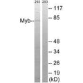 Western blot analysis of extracts from 293 cells, using Myb (Ab-532) antibody.