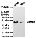 Western Blot
Positive WB detected in: recombinant protein
All lanes:HMO1 Antibody at 1:1000
Secondary
Goat polyclonal to rabbit IgG at 1/20000 dilution
Predicted band size: 34.5 kDa
Observed band size: 45 kDa
