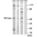 Western blot analysis of extracts from K562 cells, COS-7 cells and RAW264.7 cells, using TR10A antibody.