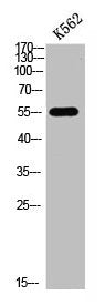 Western blot analysis of K562 cells lysate, antibody was diluted at 500. Secondary antibody  was diluted at 1:20000