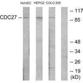 Western blot analysis of extracts from HUVEC cells, HepG2 cells and COLO205 cells, using H-NUC antibody.