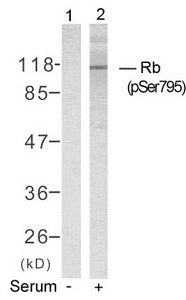 Western blot analysis of extracts from K562 cells untreated(lane 1) or treated with serum(lane 2) using Rb(Phospho-Ser795) Antibody.