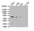 Western Blot
Positive WB detected in: recombinant protein
All lanes: Omega-5 gliadin Antibody at 1:1000
Secondary
Goat polyclonal to rabbit IgG at 1/50000 dilution
Predicted band size: 43 kDa
Observed band size: 43 kDa