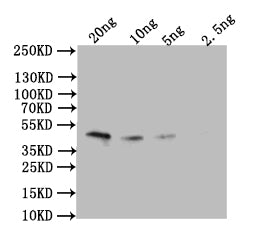 Western Blot
Positive WB detected in: recombinant protein
All lanes: Omega-5 gliadin Antibody at 1:1000
Secondary
Goat polyclonal to rabbit IgG at 1/50000 dilution
Predicted band size: 43 kDa
Observed band size: 43 kDa