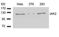 Western blot analysis of extracts from Hela, 3T6 and 293 cells using JAK2(Ab-1007) Antibody.
