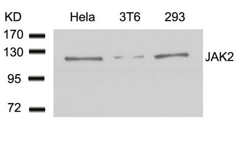 Western blot analysis of extracts from Hela, 3T6 and 293 cells using JAK2(Ab-1007) Antibody.