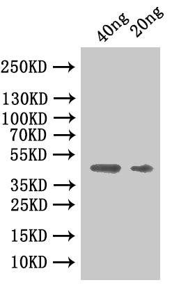 Western Blot
Positive WB detected in: recombinant protein
All lanes:CBO2730 Antibody at 1:1000
Secondary
Goat polyclonal to rabbit IgG at 1/50000 dilution
Predicted band size: 42.8 kDa
Observed band size: 46 kDa
