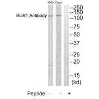 Western blot analysis of extracts from COLO205 cells, using BUB1 antibody.
