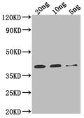 Western Blot
Positive WB detected in Recombinant protein
All lanes: Sarcoplasmic calcium binding protein antibody at 1:2000
Secondary
Goat polyclonal to rabbit IgG at 1/50000 dilution
Predicted band size: 38.1 kDa
Observed band size: 38 kDa