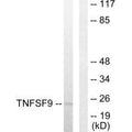 Western blot analysis of extracts from HUVEC cells, using TNFSF9 antibody.