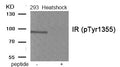 Western blot analysis of extracts from 293 cells treated with Heatshock using Phospho-IR (Tyr1355) antibody.The lane on the right is treated with the antigen-specific peptide.