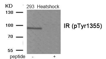 Western blot analysis of extracts from 293 cells treated with Heatshock using Phospho-IR (Tyr1355) antibody.The lane on the right is treated with the antigen-specific peptide.