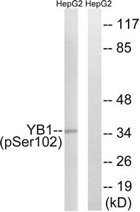 Western blot analysis of extracts from HepG2 cells treated with PMA using YB1 (Phospho-Ser102) Antibody.The lane on the right is treated with the antigen-specific peptide.